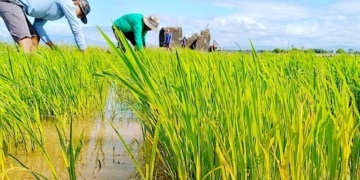 From Bonn to Belém: Challenges facing climate justice and people-led agroecology