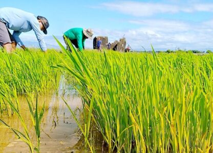 From Bonn to Belém: Challenges facing climate justice and people-led agroecology