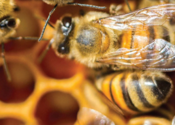 Protect the Pollinators: Standing Up for Bees This #WorldBeeDay