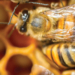 Protect the Pollinators: Standing Up for Bees This #WorldBeeDay