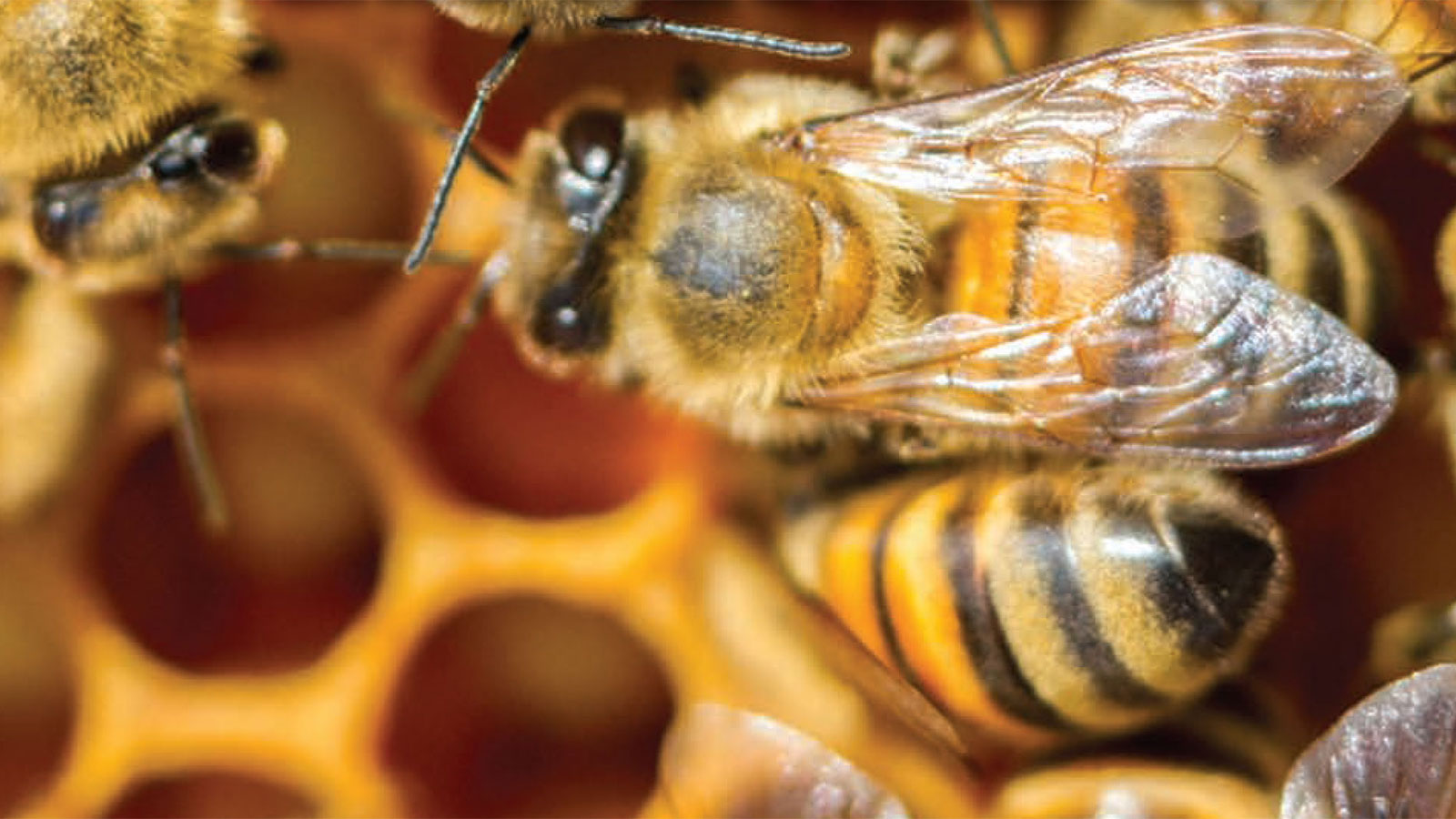 Protect the Pollinators: Standing Up for Bees This #WorldBeeDay