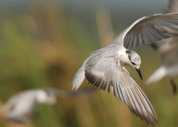 Celebrating Biodiversity Day: Avian Diversity in Paddy Ecosystems