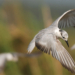 Celebrating Biodiversity Day: Avian Diversity in Paddy Ecosystems
