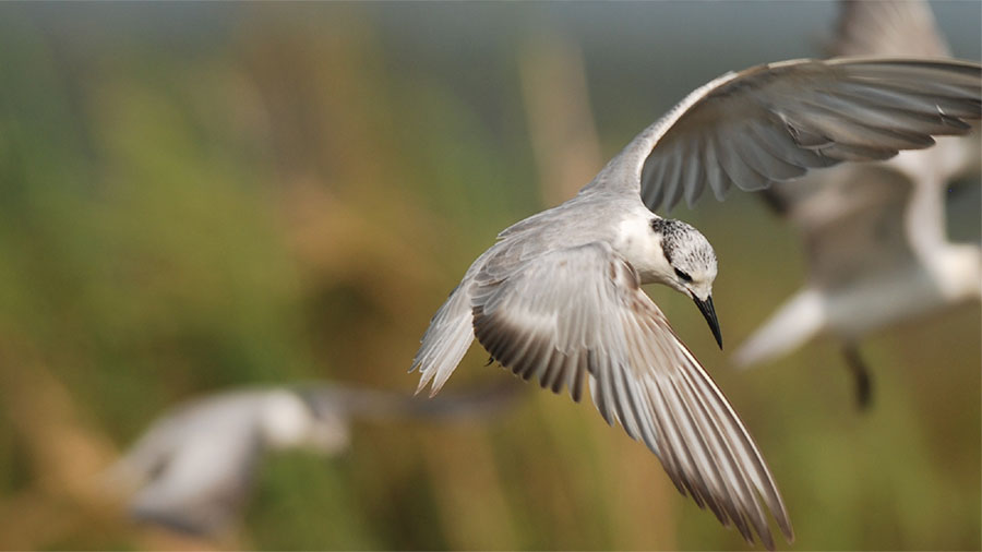 Celebrating Biodiversity Day: Avian Diversity in Paddy Ecosystems