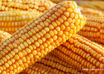 New Factsheet: GMOs & GMO+