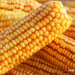 New Factsheet: GMOs & GMO+