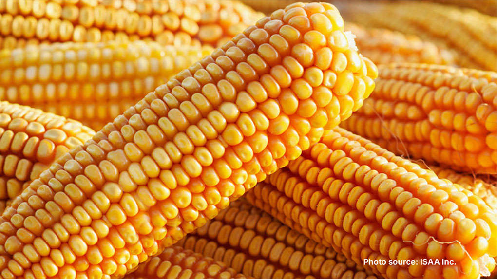 New Factsheet: GMOs & GMO+