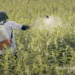 Victory for farmers and communities: India Set to Ban Paraquat Nationwide