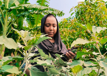 Rural woman from Bangladesh inspecting her eggplant garden.