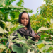 Rural woman from Bangladesh inspecting her eggplant garden.