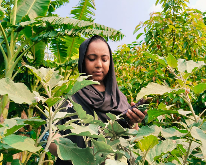 Rural woman from Bangladesh inspecting her eggplant garden.