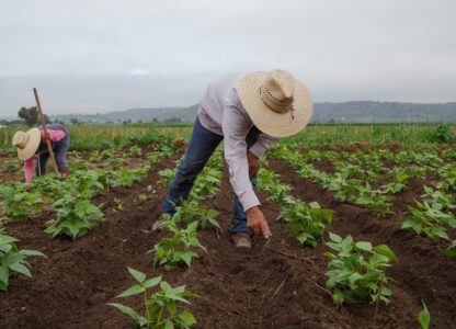 Almost half of the world’s farmers are poisoned by pesticides every year