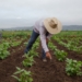Farmers on the Plantation with Growing Plants