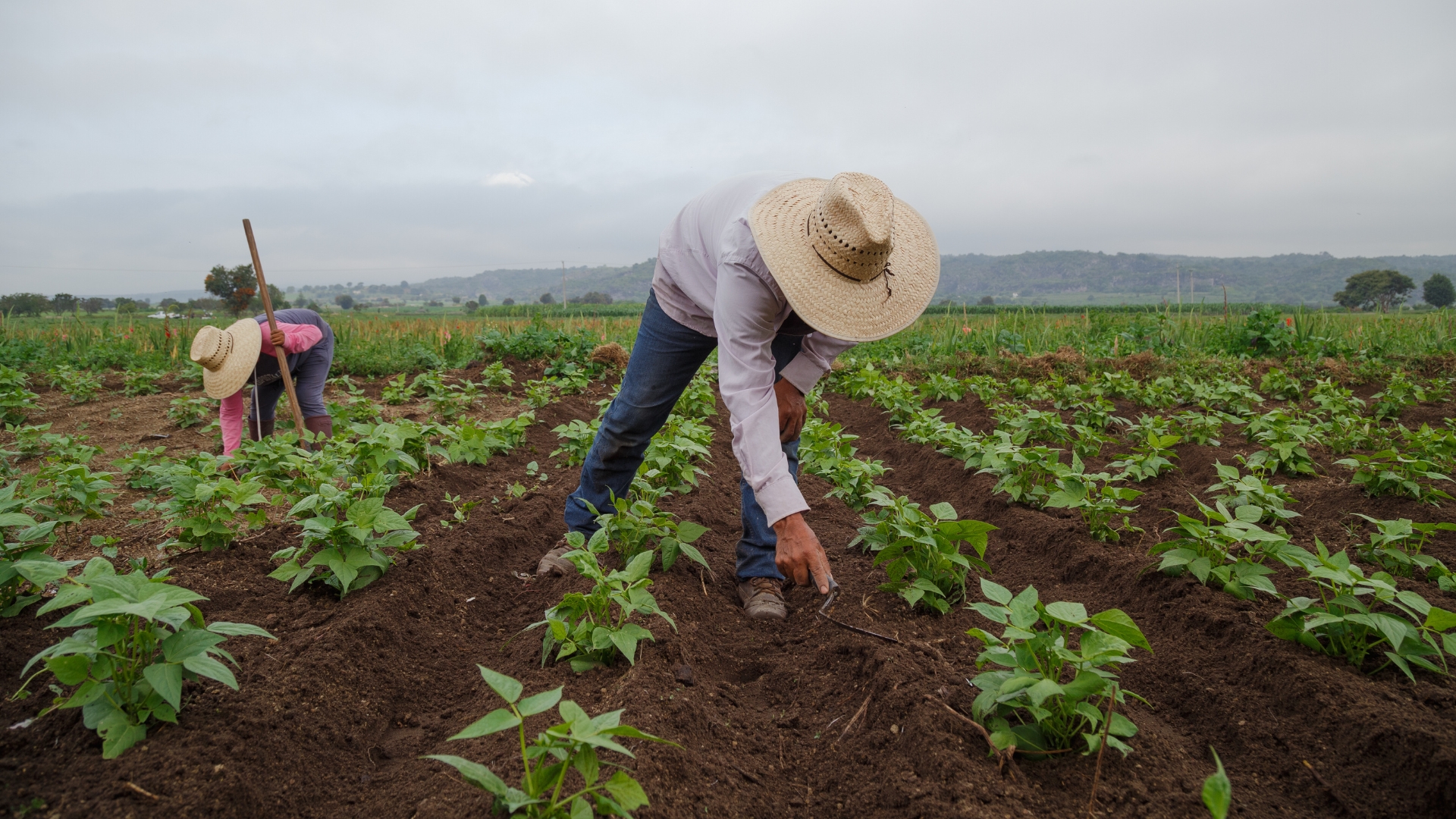 Farmers on the Plantation with Growing Plants