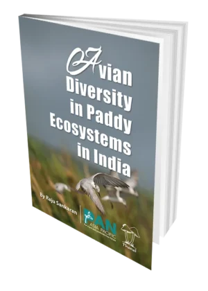 Avian Diversity in Paddy Ecosystems in India