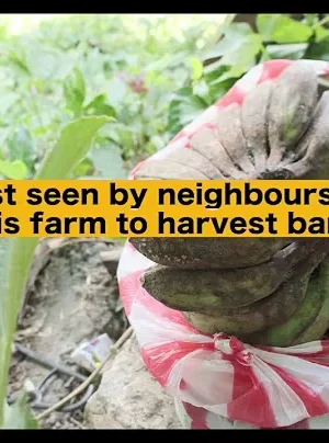 Justice for Rommy Torres: Land grabs & farmer killings on the rise in the Philippines