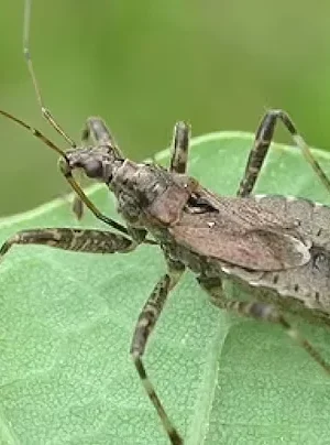 Useful insects in farms and gardens