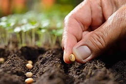 A hand sowing seeds into soil beside young seedlings
