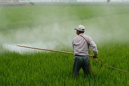 A farmworker spraying pesticide across a rice field