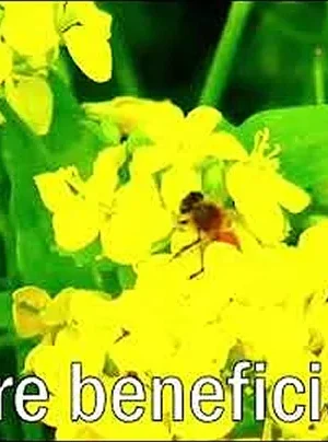 World Bee Day 2024