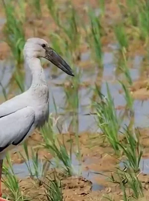 Birds as Eco‑Managers: Sustaining India’s Paddy Fields