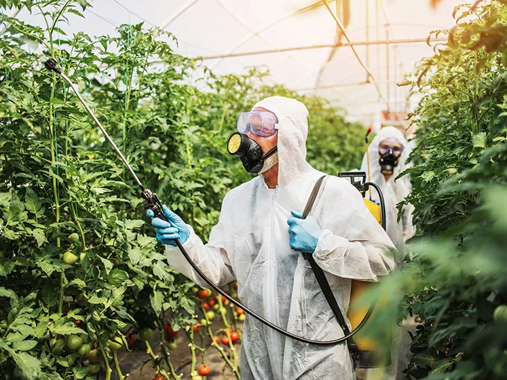 A farm worker spraying pesticide without protective equipment