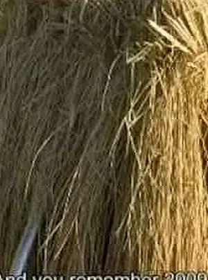 Save Our Rice