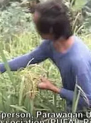 Planting Rice Is Never Fun: The Rice Crisis in the Phlippines