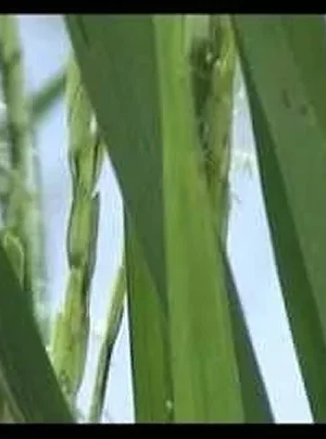 Oryza Sativa: The Master Plant