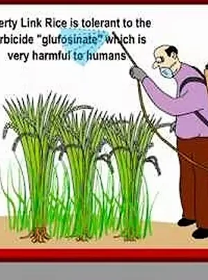 Genetically Engineered Rice – What Every Consumer Should Know