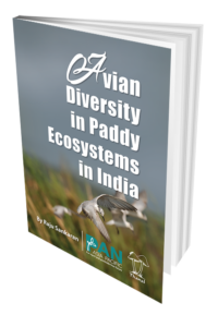 Avian Diversity in Paddy Ecosystems in India